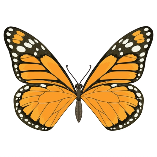 Butterfly Theme Orange And Black Butterfly Transparent Sticker
